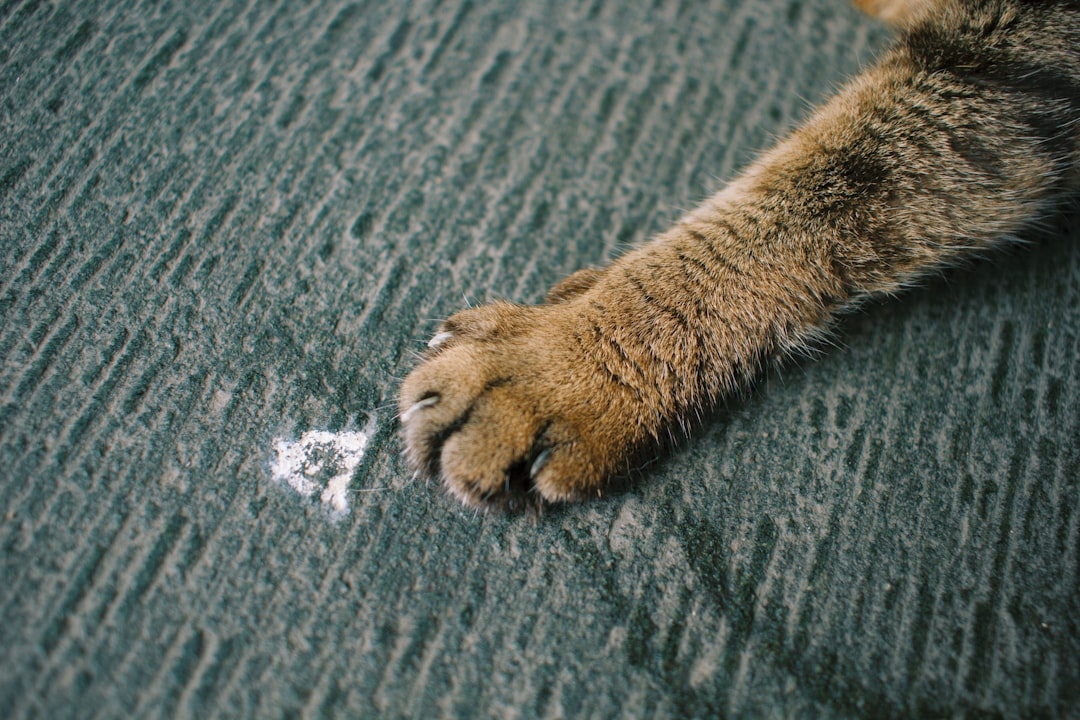 brown tabby cat paw on blue textile