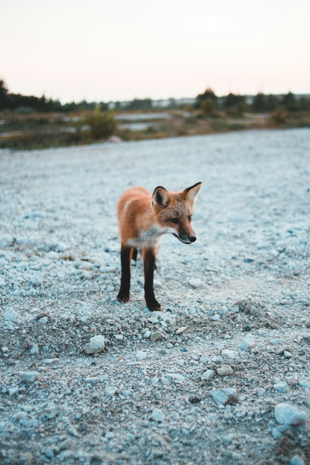 Renard brun sur fond gris pendant la journée