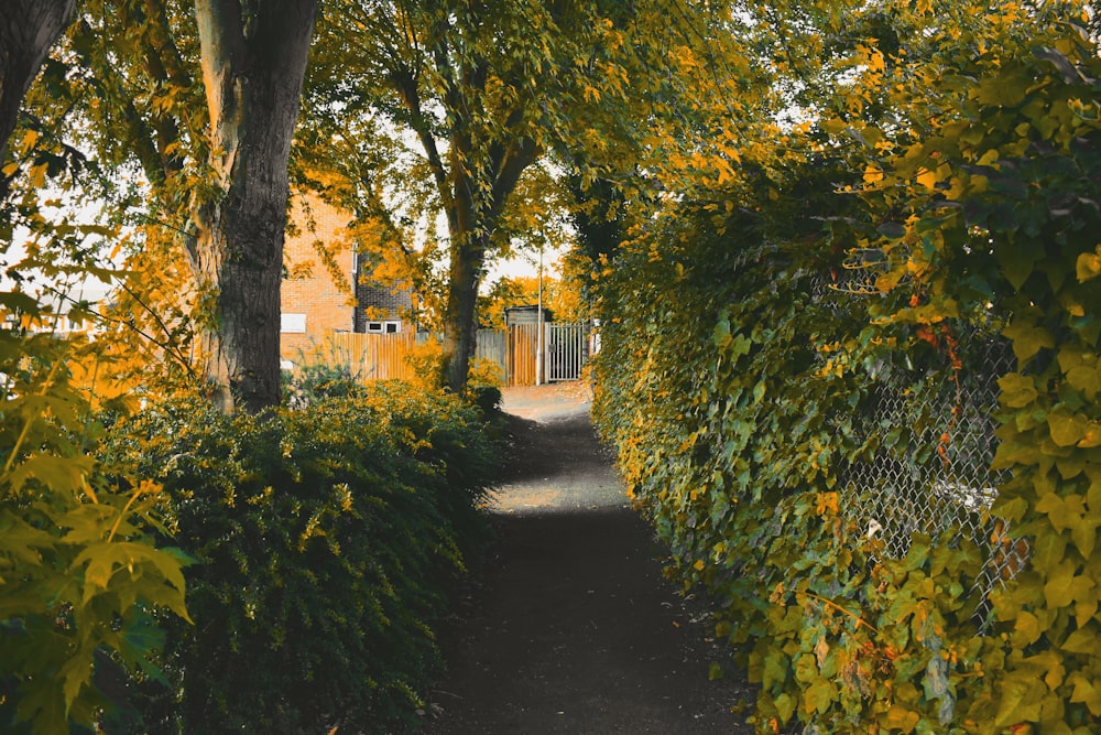 green trees beside pathway during daytime