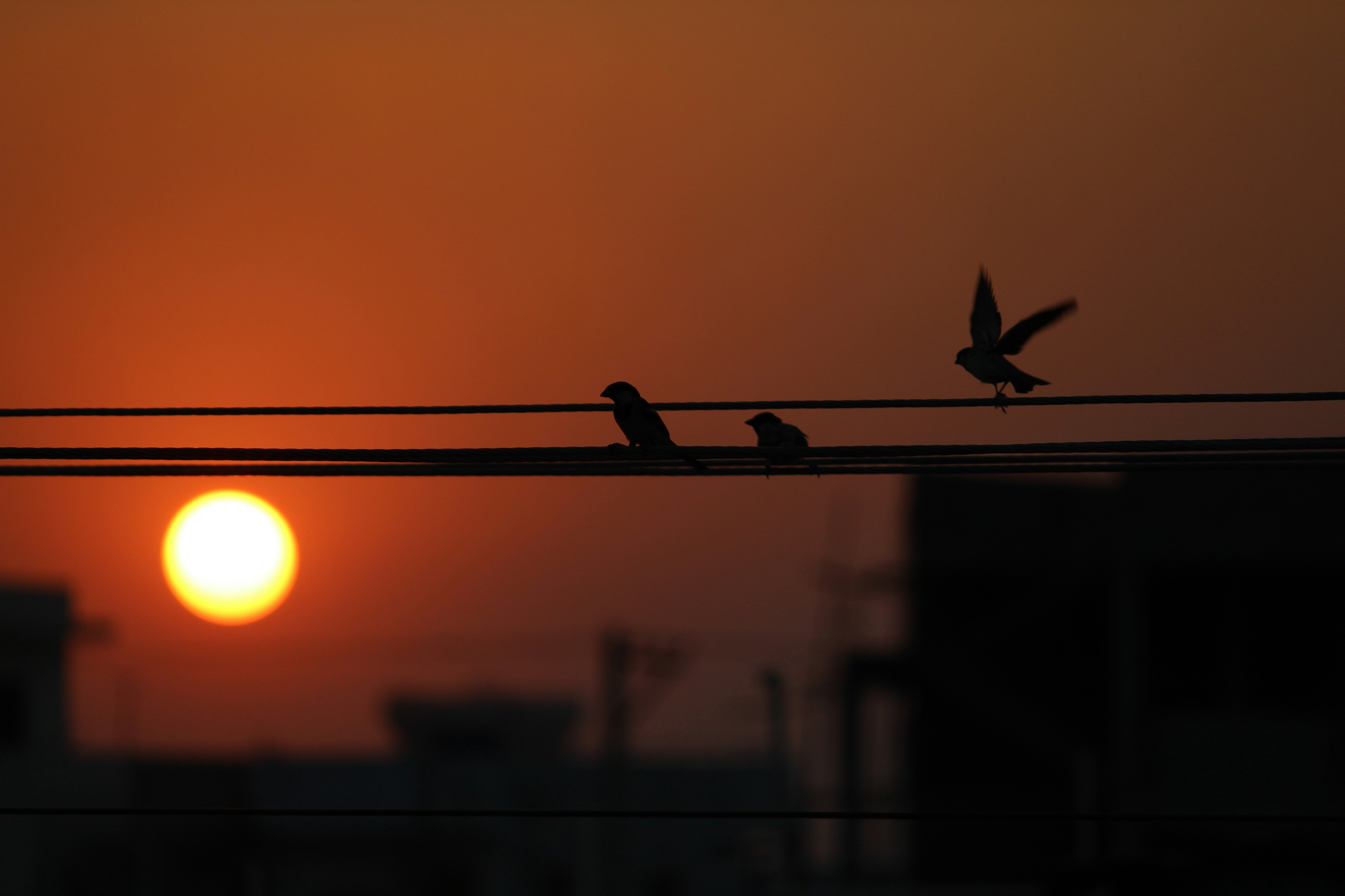 Photo by srini2srinivas