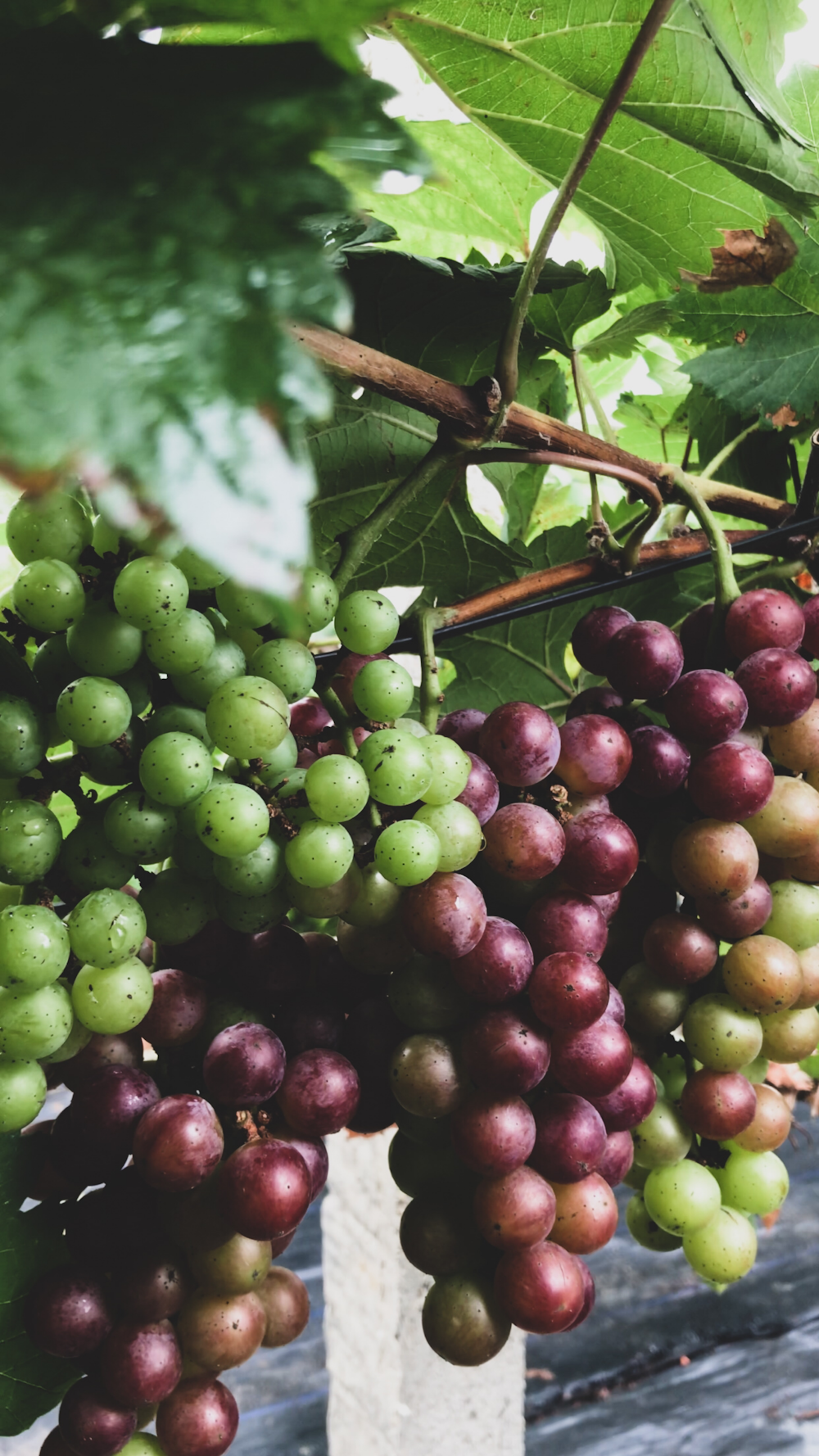 green and purple grapes fruit