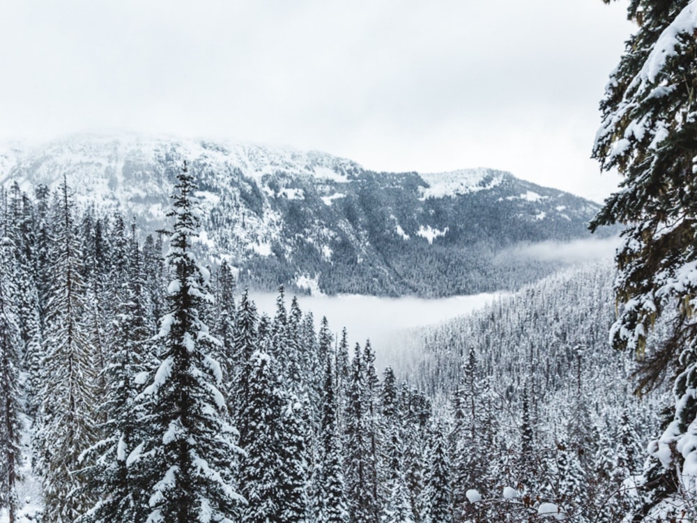 pinheiros cobertos de neve e montanhas durante o dia