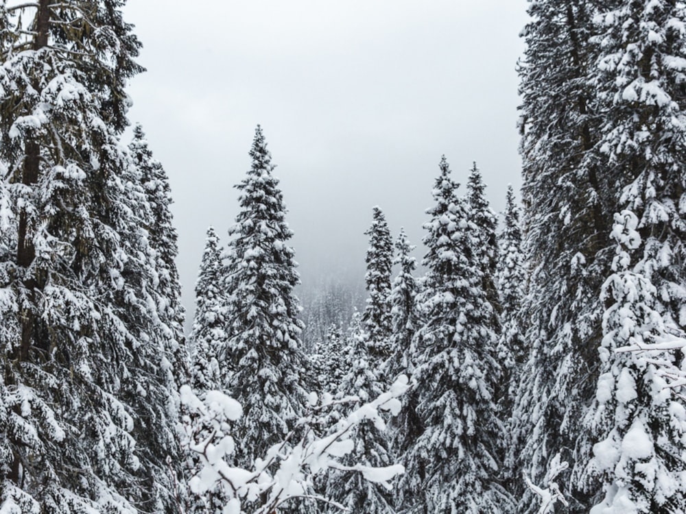 snow covered pine trees during daytime