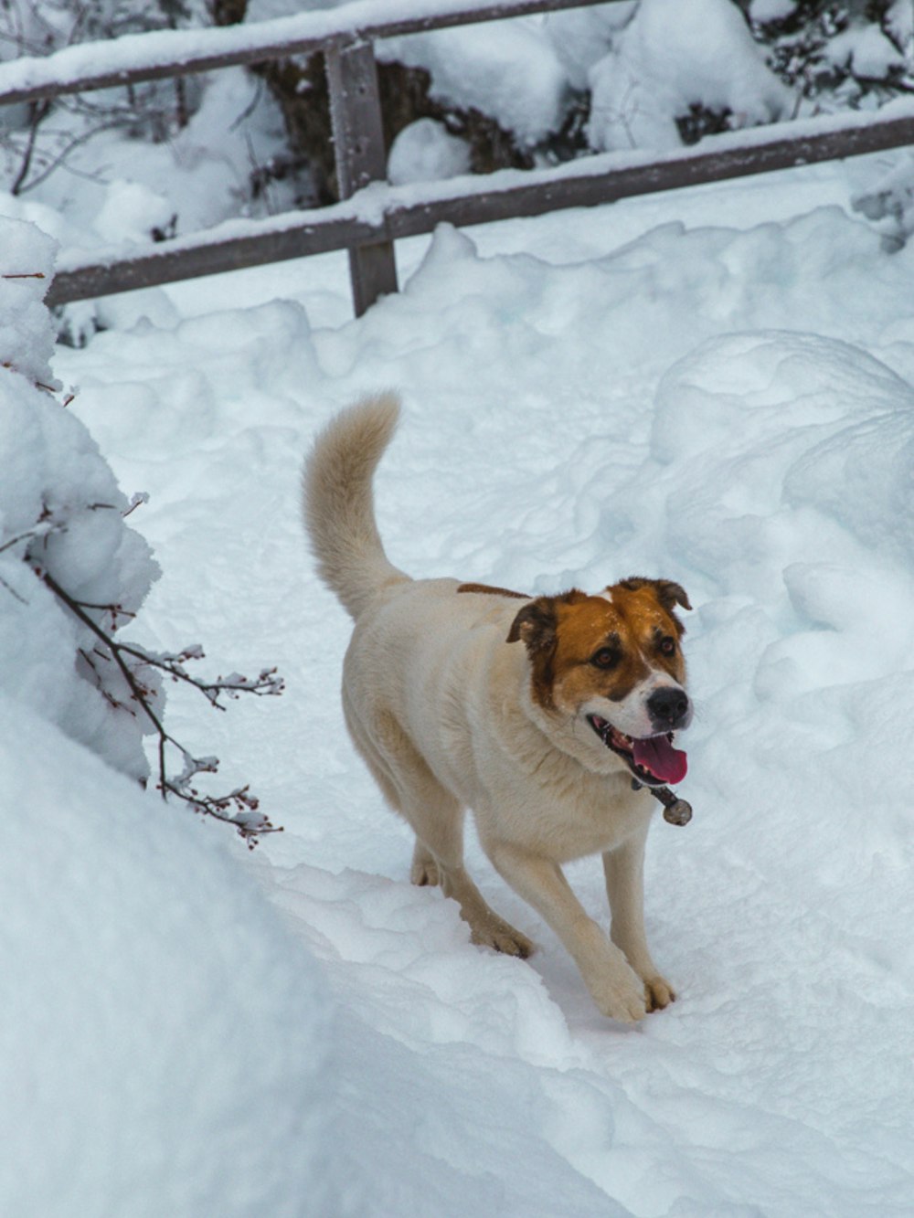 brown and white short coated dog on snow covered ground during daytime