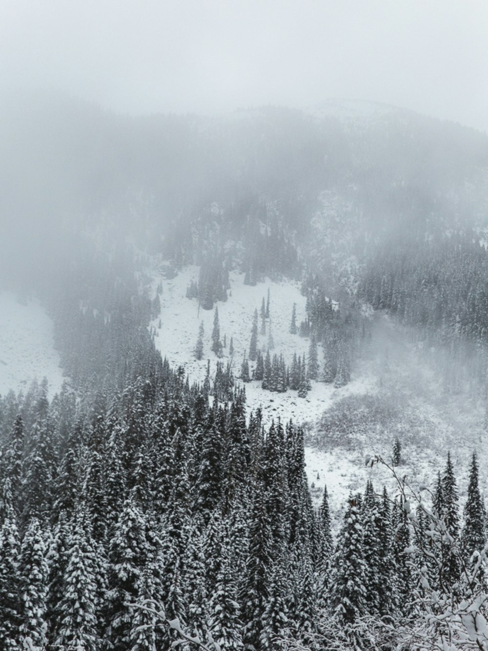 snow covered pine trees during daytime