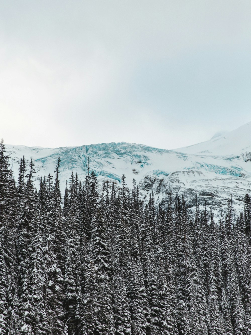 snow covered pine trees and mountains during daytime