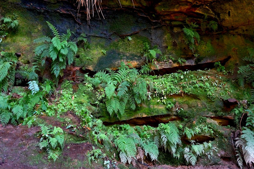 musgo verde sobre roca marrón