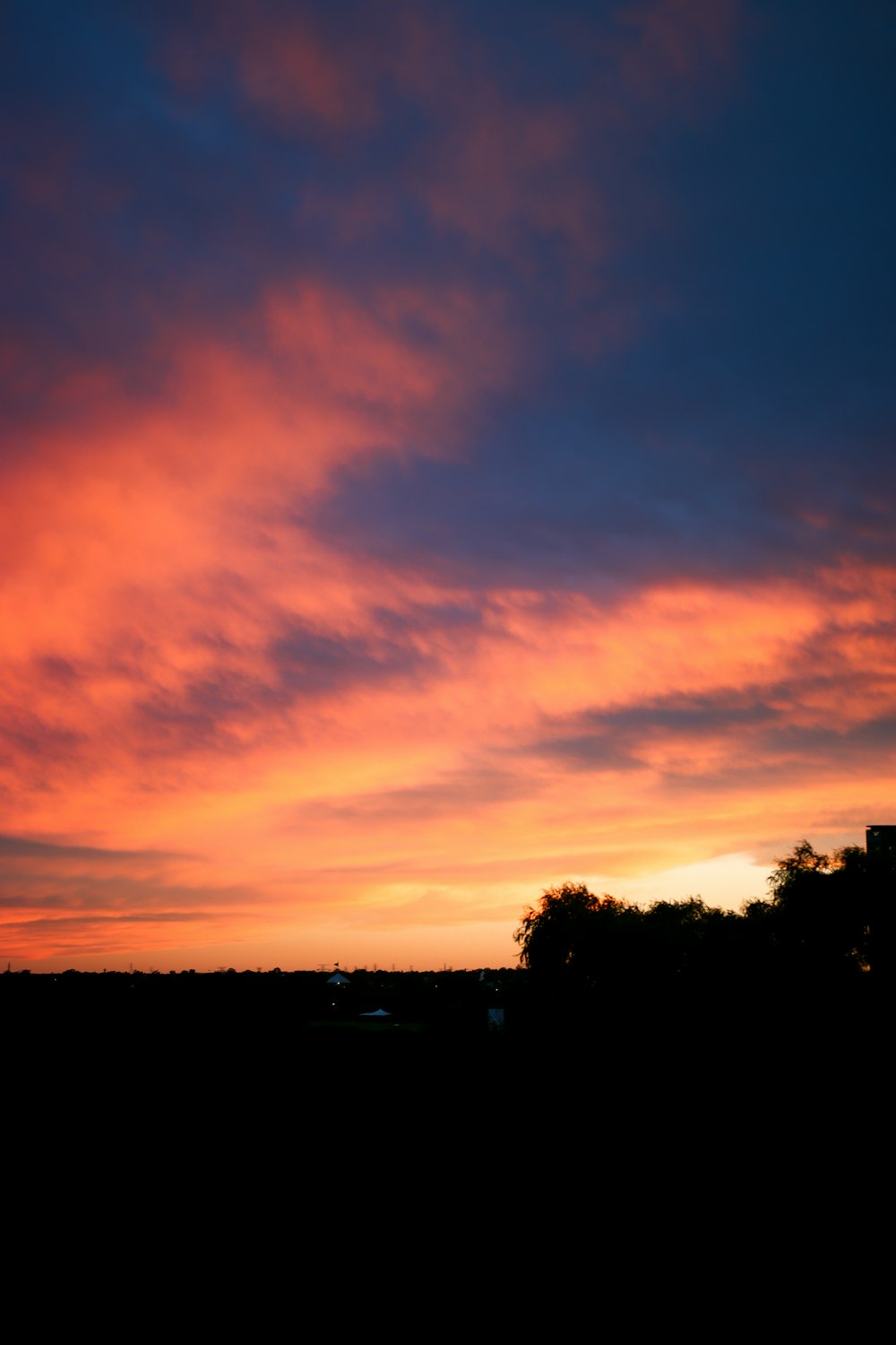 silhouette of trees during sunset