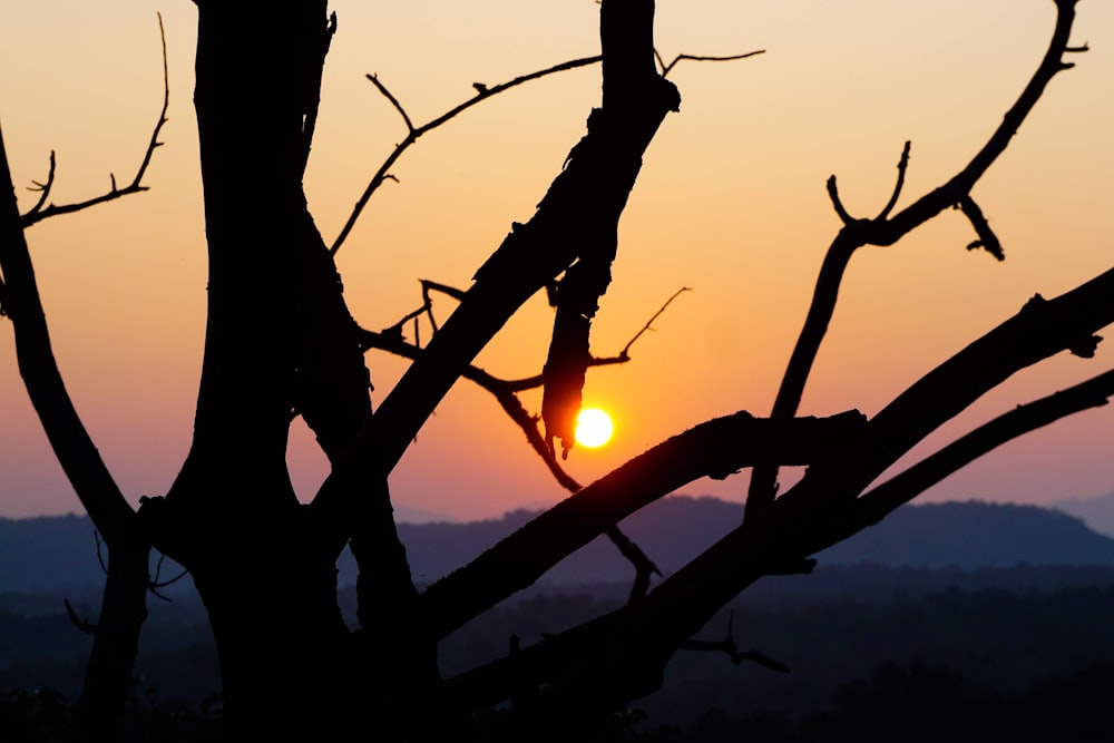 brown tree branch during sunset