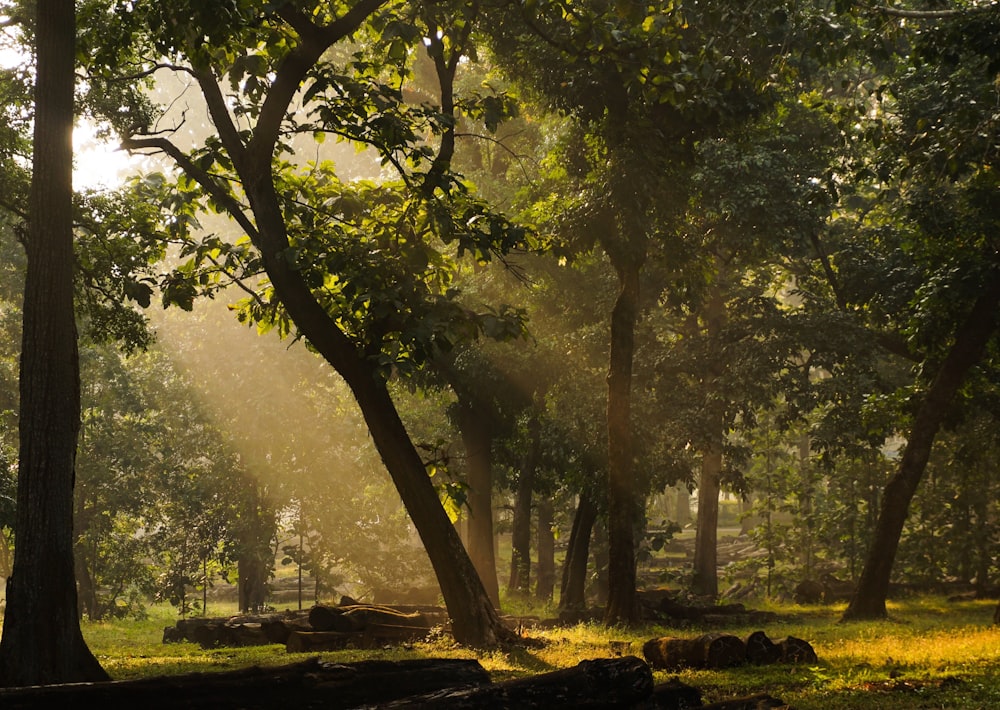 green trees on green grass field during daytime