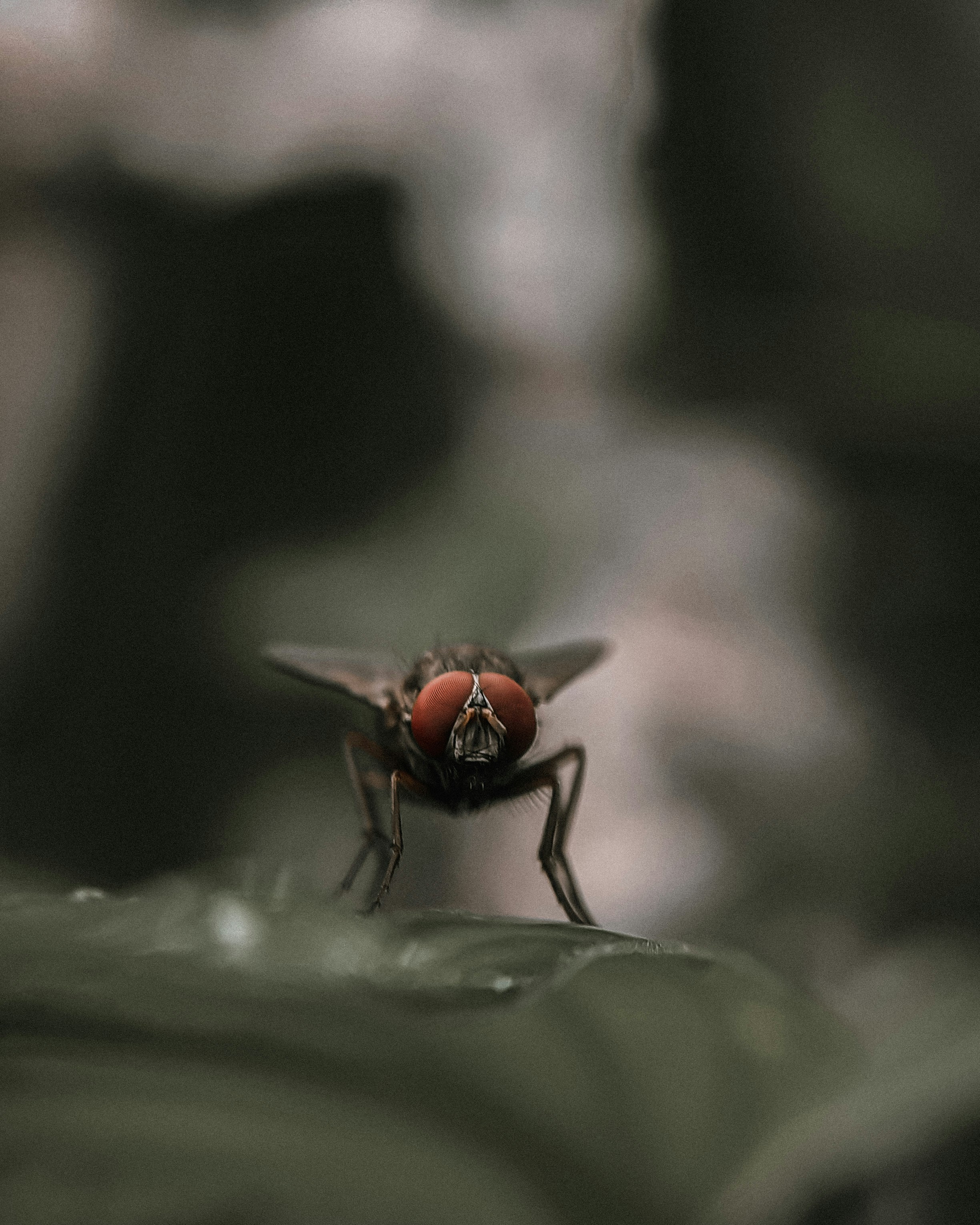brown and black fly on green leaf in close up photography during daytime