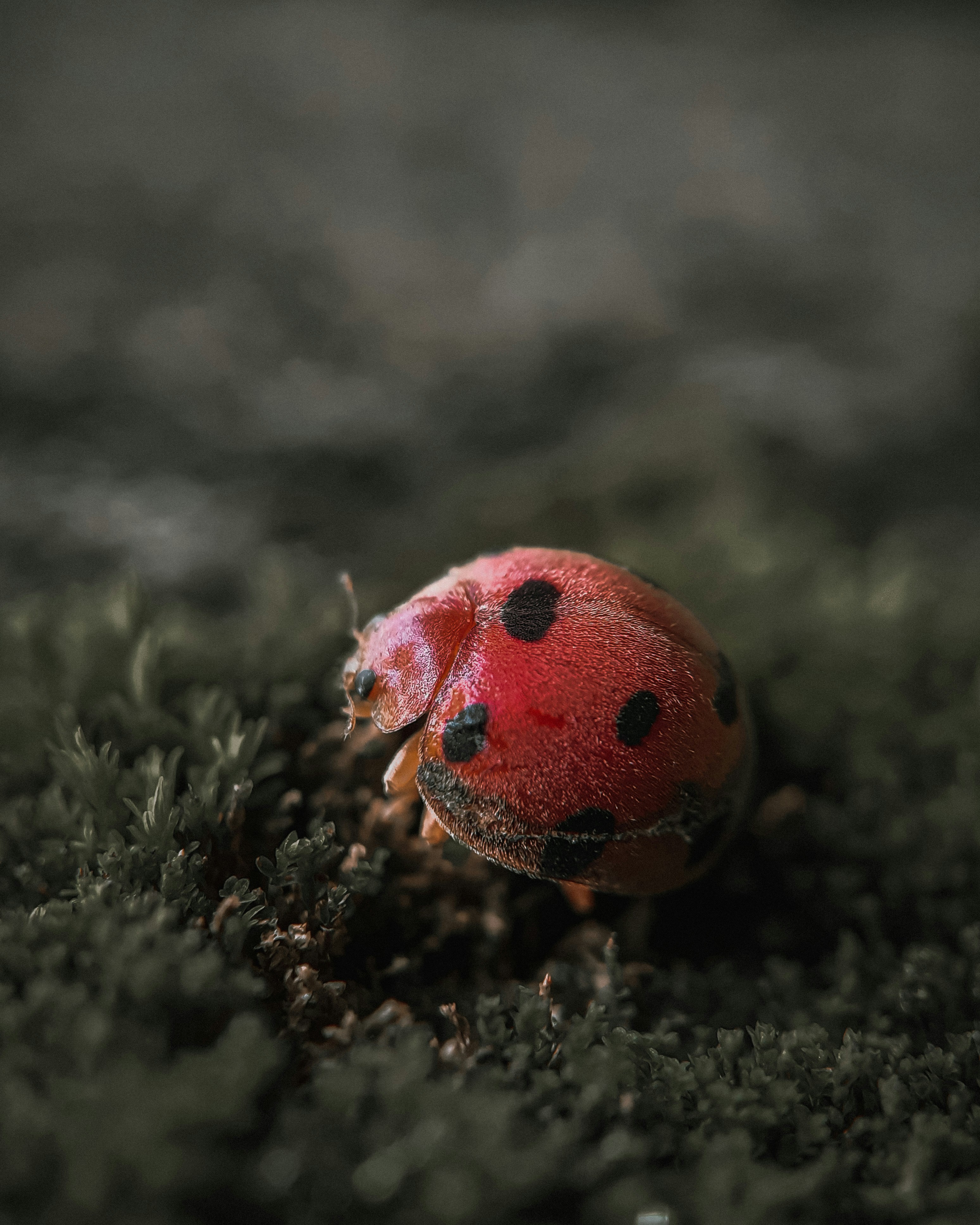 red ladybug on green grass in close up photography during daytime