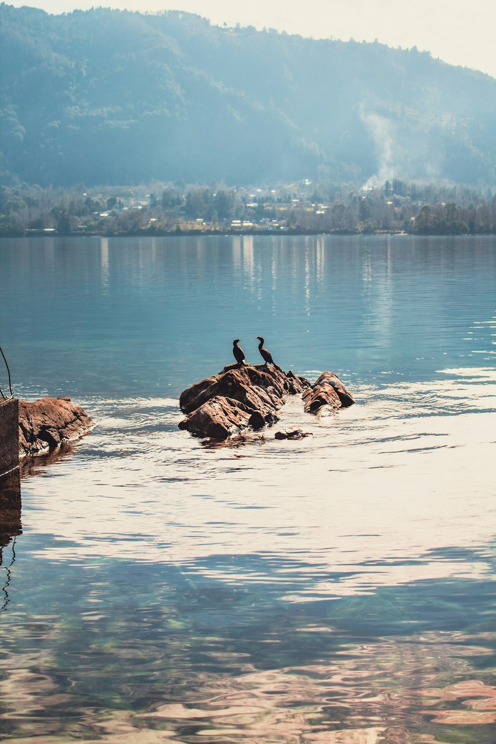 brown and black duck on body of water during daytime