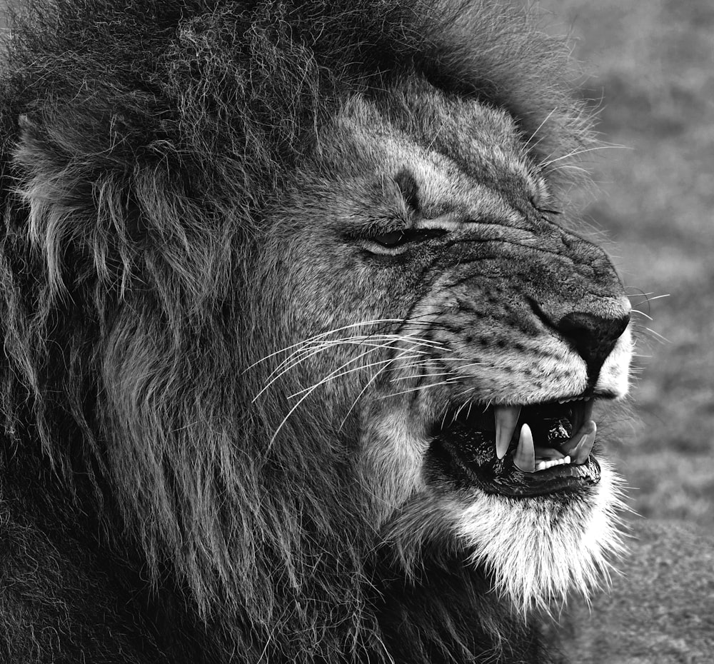 Foto in scala di grigi di leone con la lingua fuori