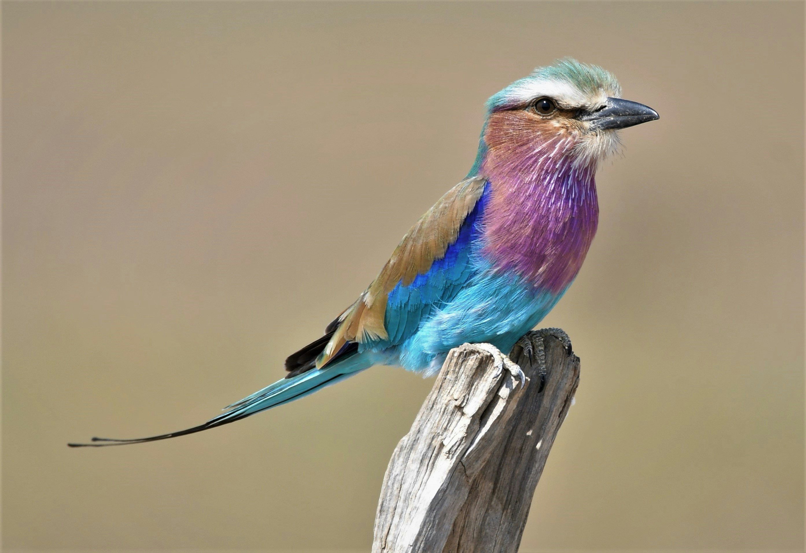 Major mining companies in Zambia