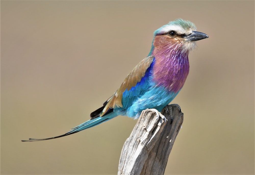 blue and brown bird on brown wooden fence during daytime