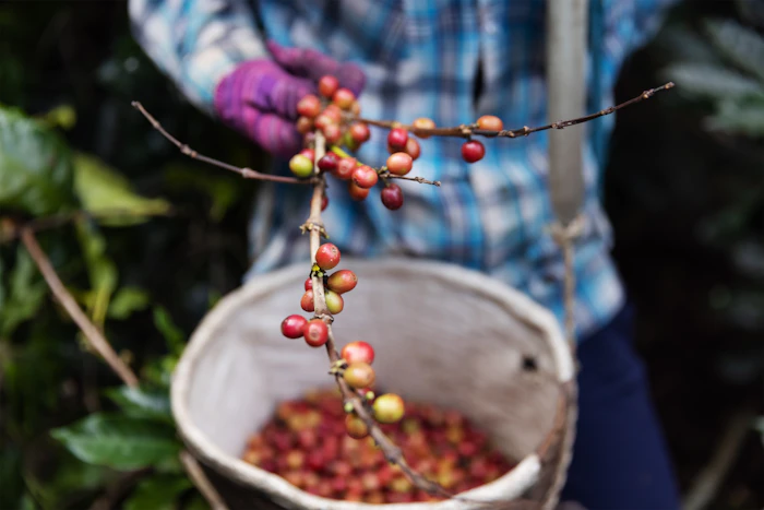Guatemala Antigua
