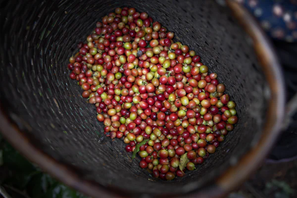 ARABICA HONEY