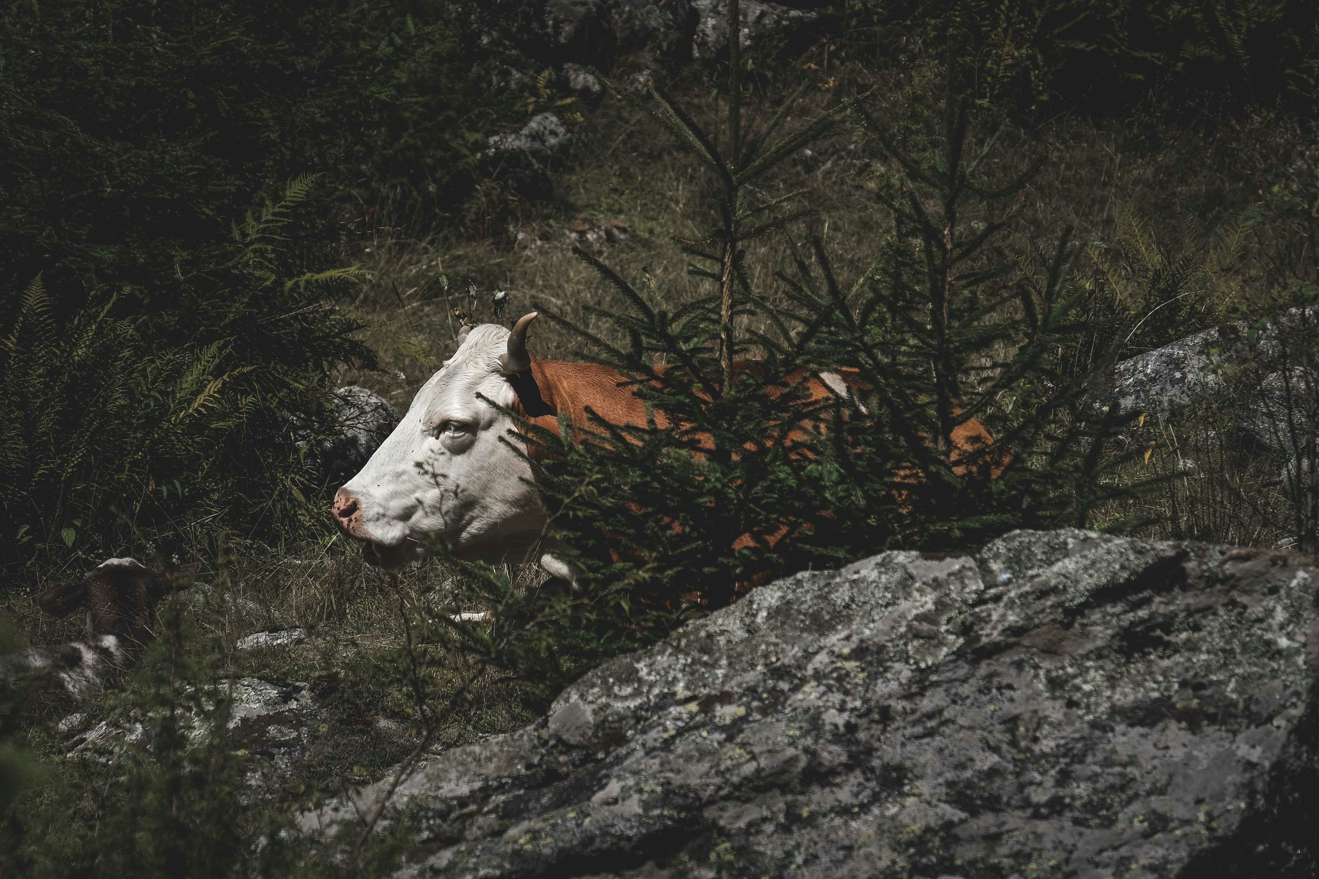 프레데터 OST 찾는 방법 관련 이미지1