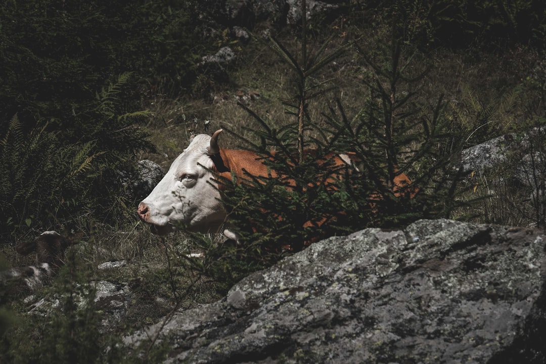 white cow lying on gray rock