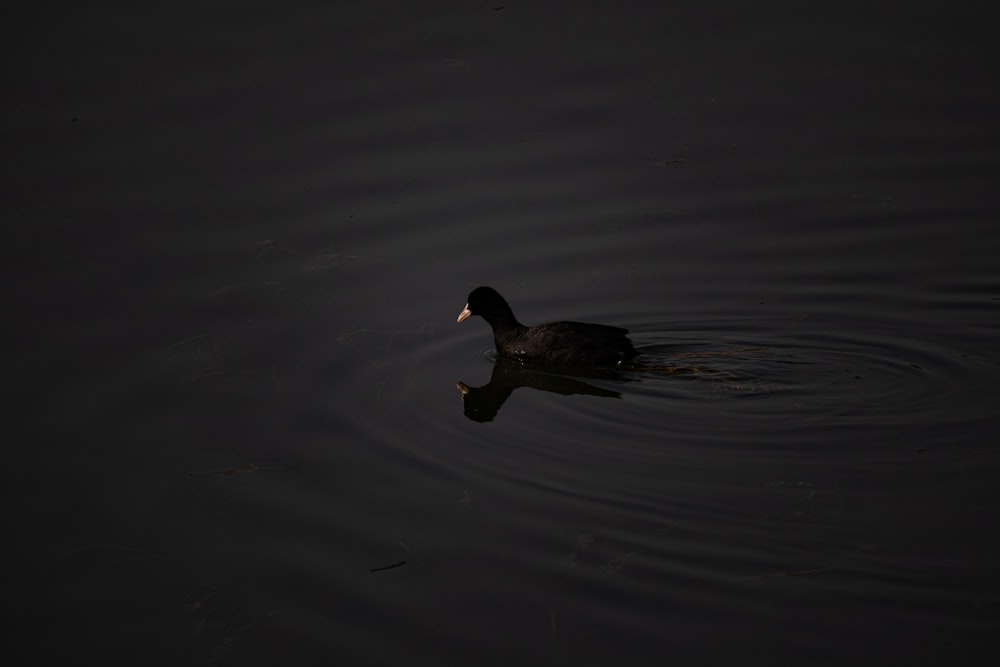 duck on water during daytime