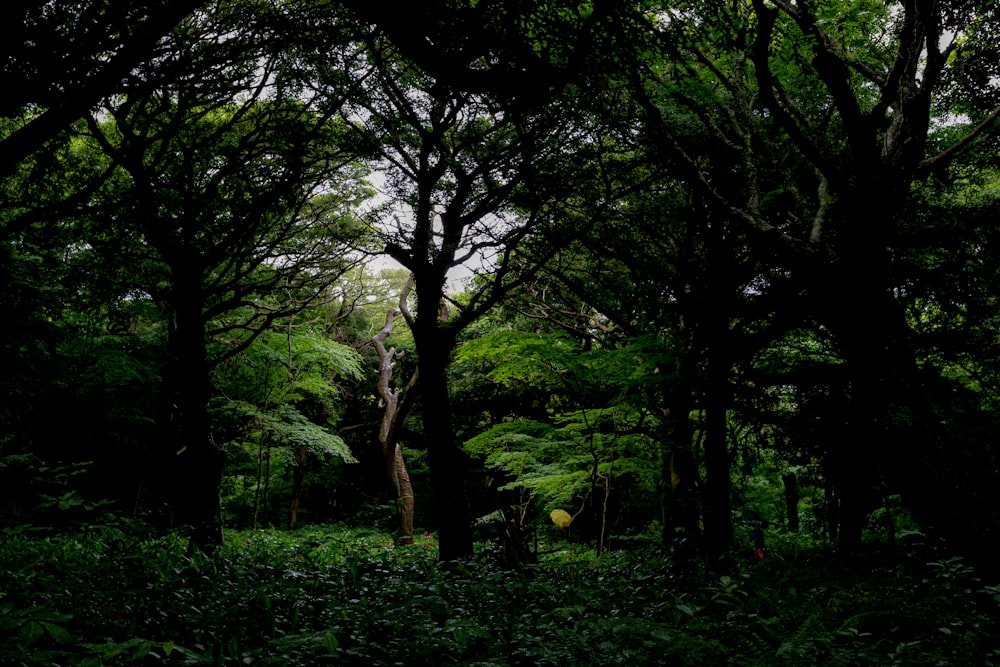 green trees on green grass field during daytime