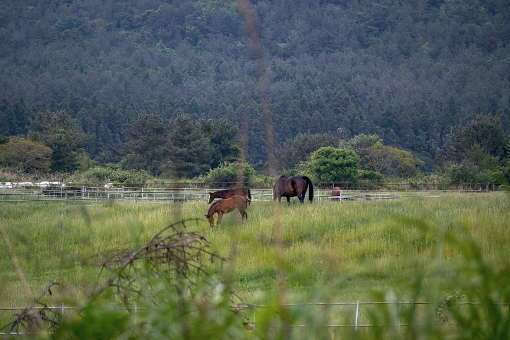 horses eating grass on green grass field during daytime