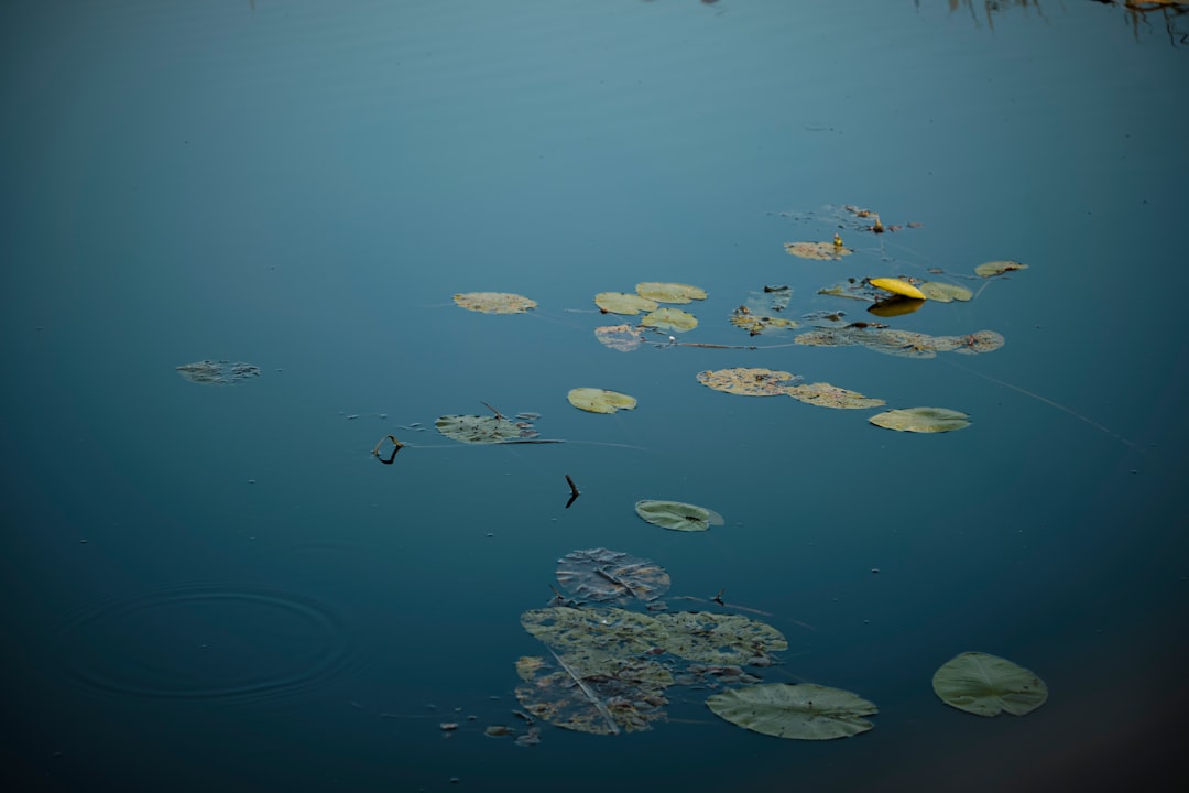 yellow and blue fishes on water