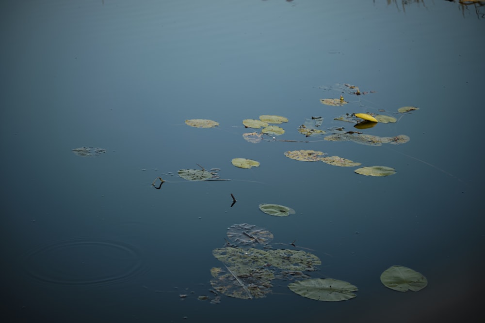 yellow and blue fishes on water