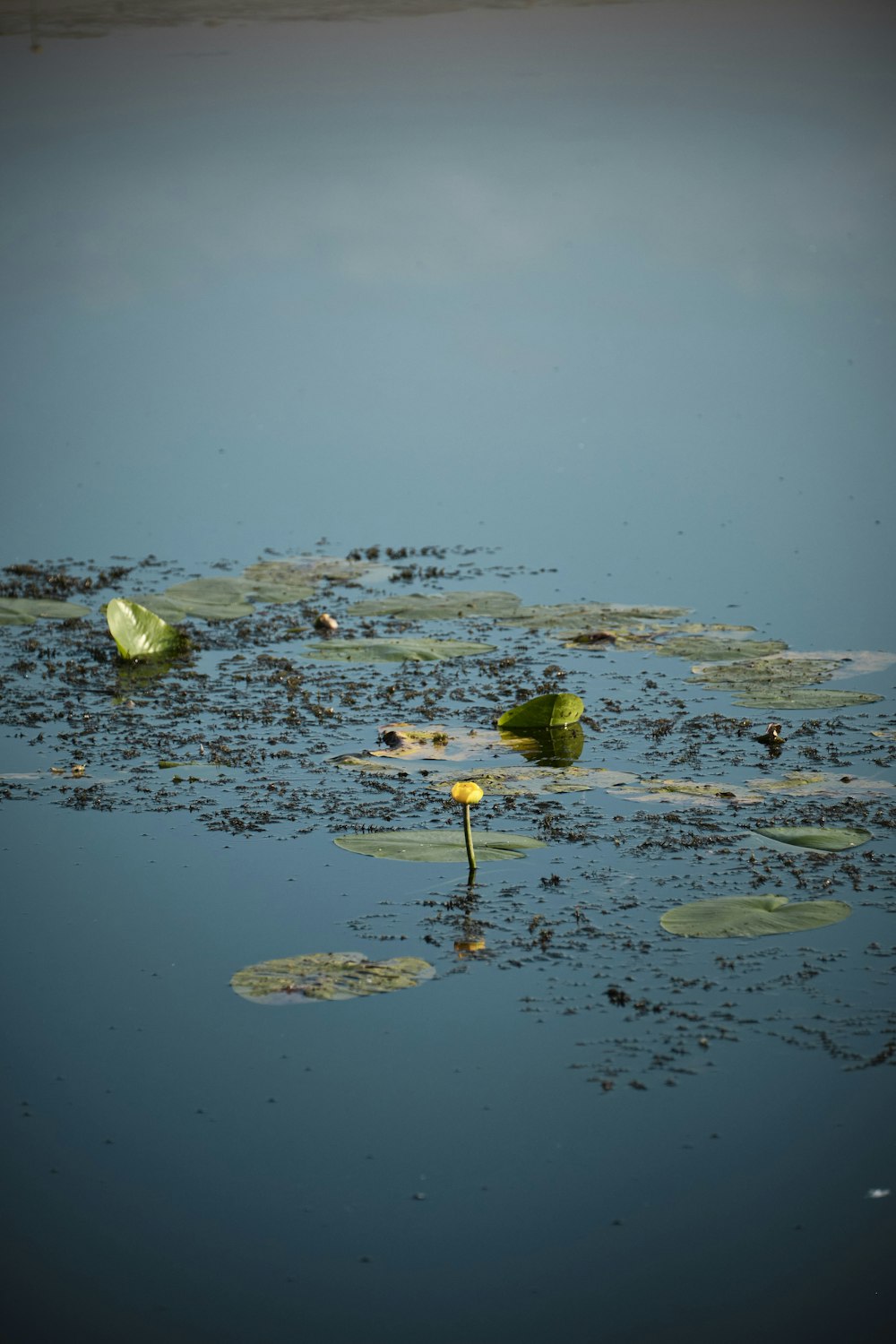 green lotus on water during daytime