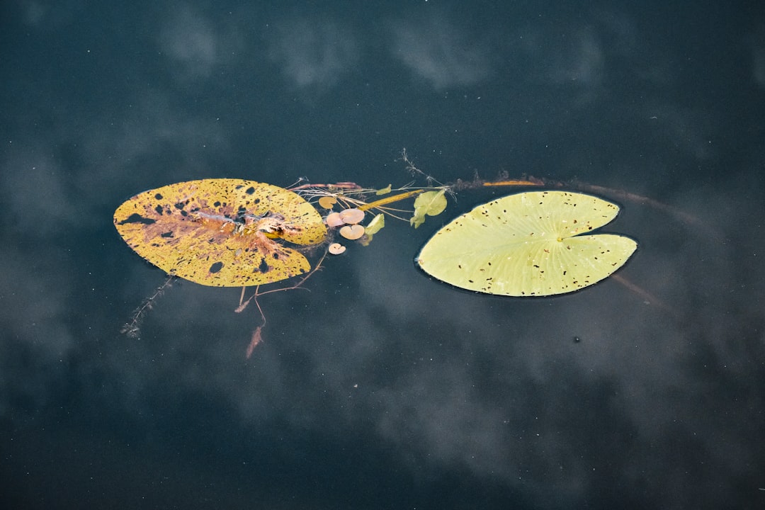 yellow leaf floating on water