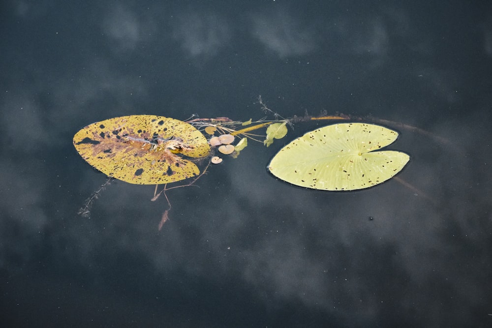 yellow leaf floating on water