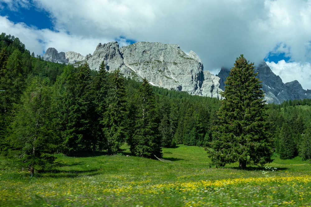 green trees on green grass field near mountain under blue sky during daytime