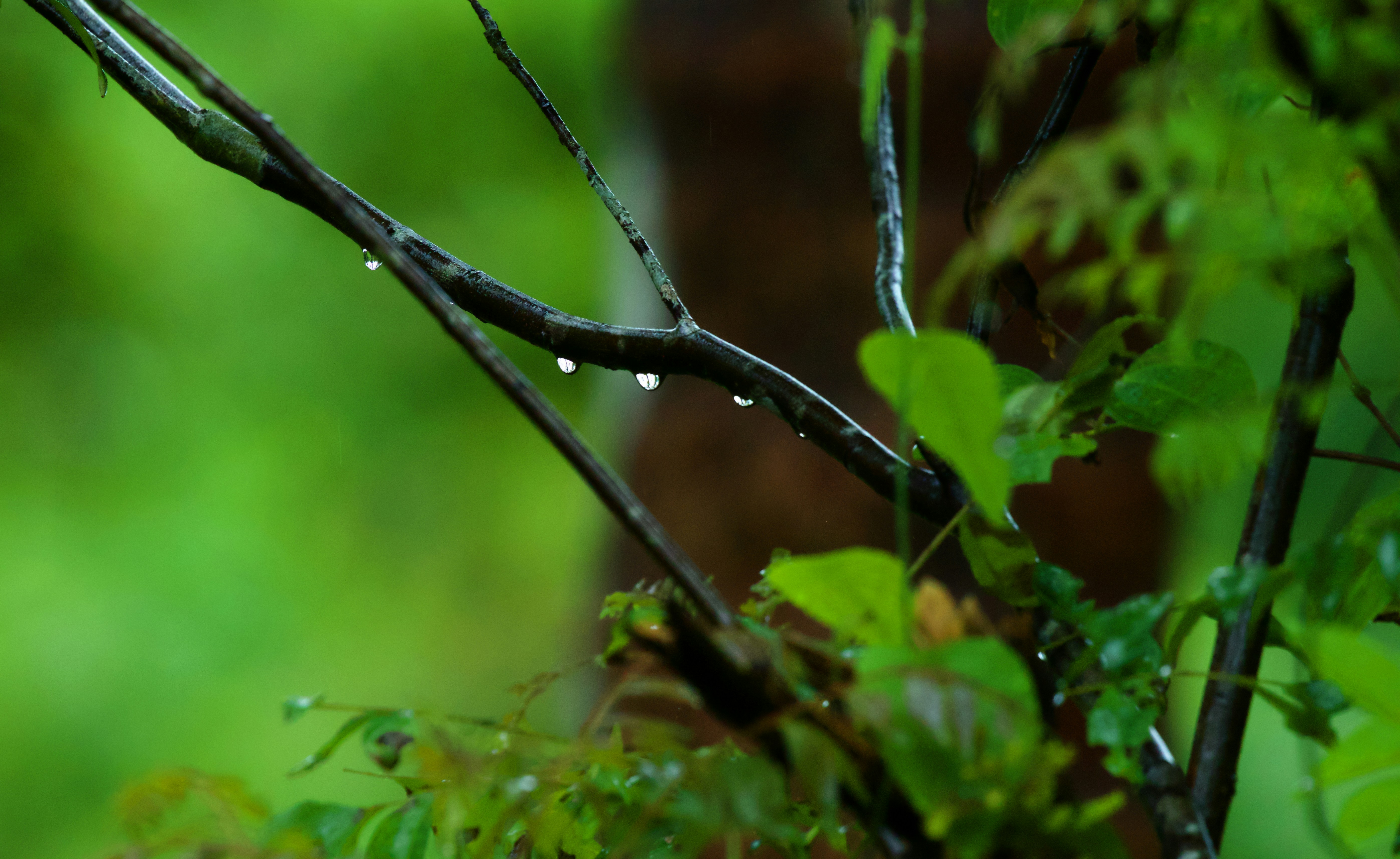 Photo by shrikanth_9986