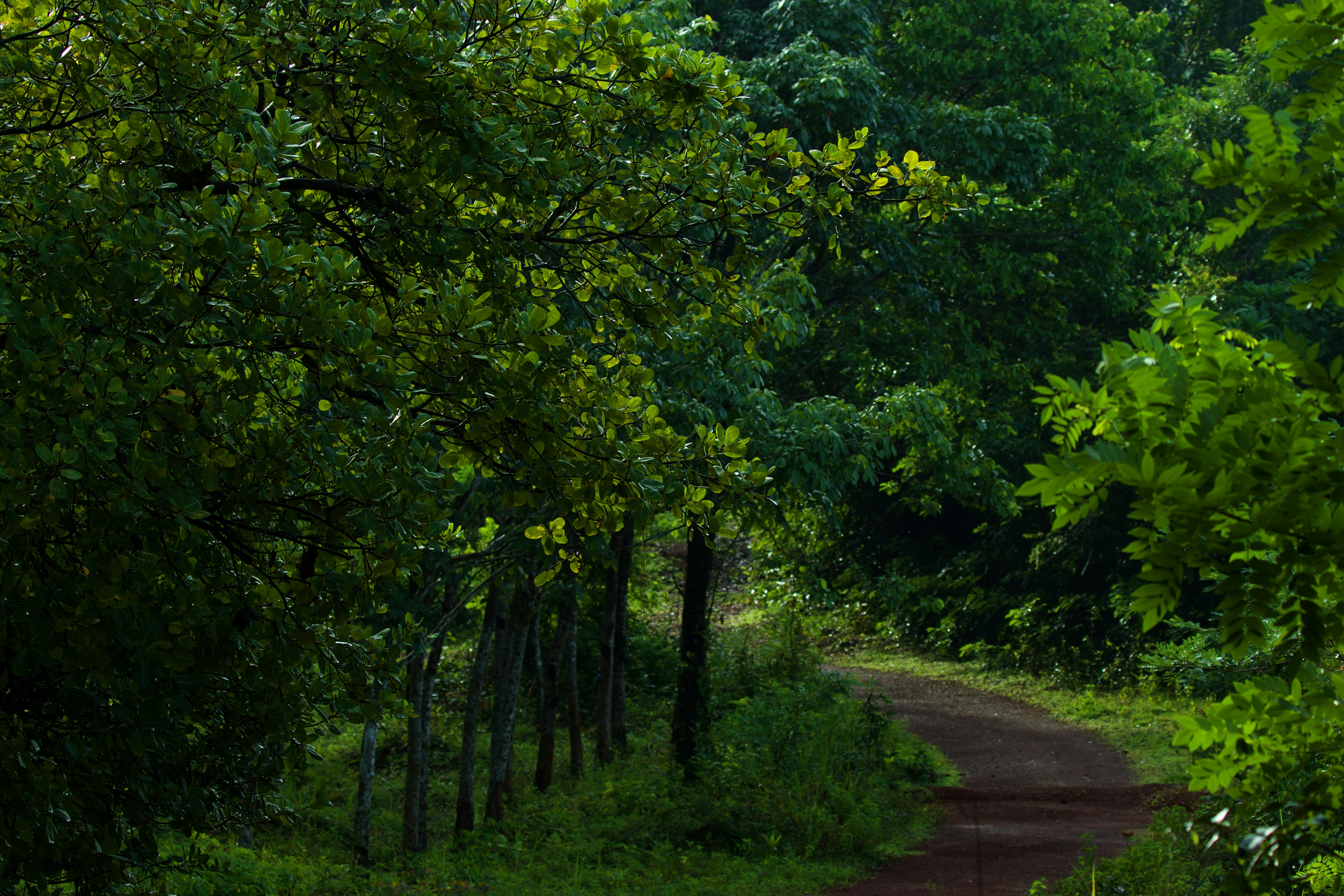 Photo by shrikanth_9986