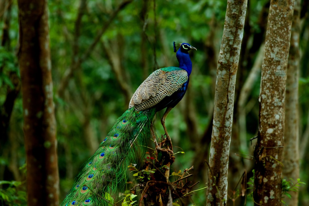 blue green and brown peacock on brown tree branch during daytime