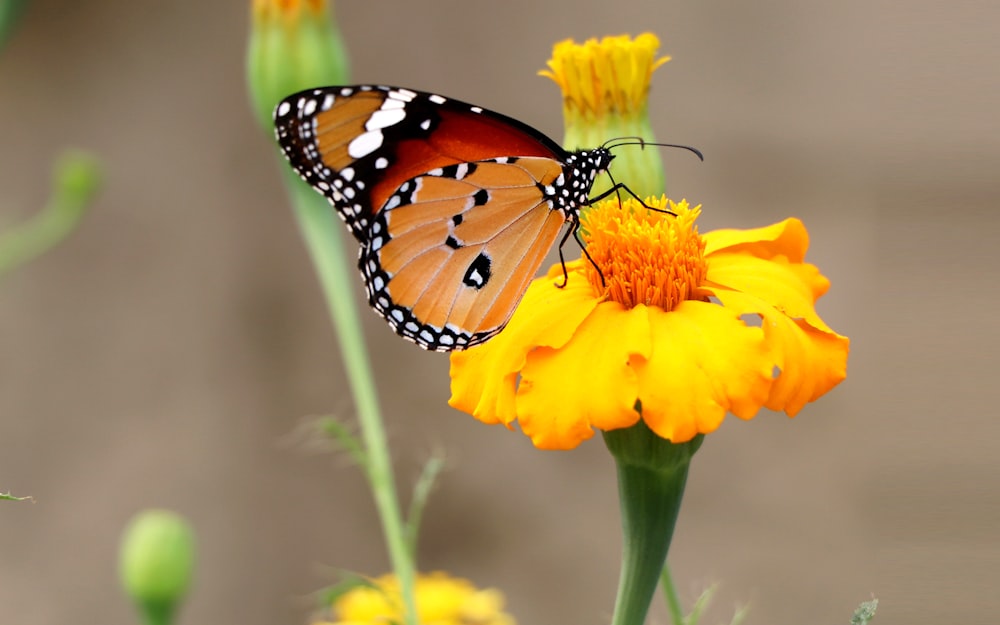 black and white butterfly on yellow flower