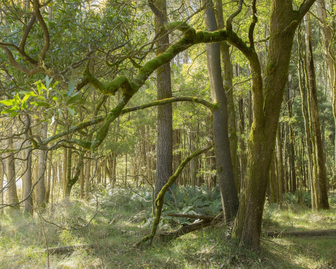 green trees on brown soil during daytime