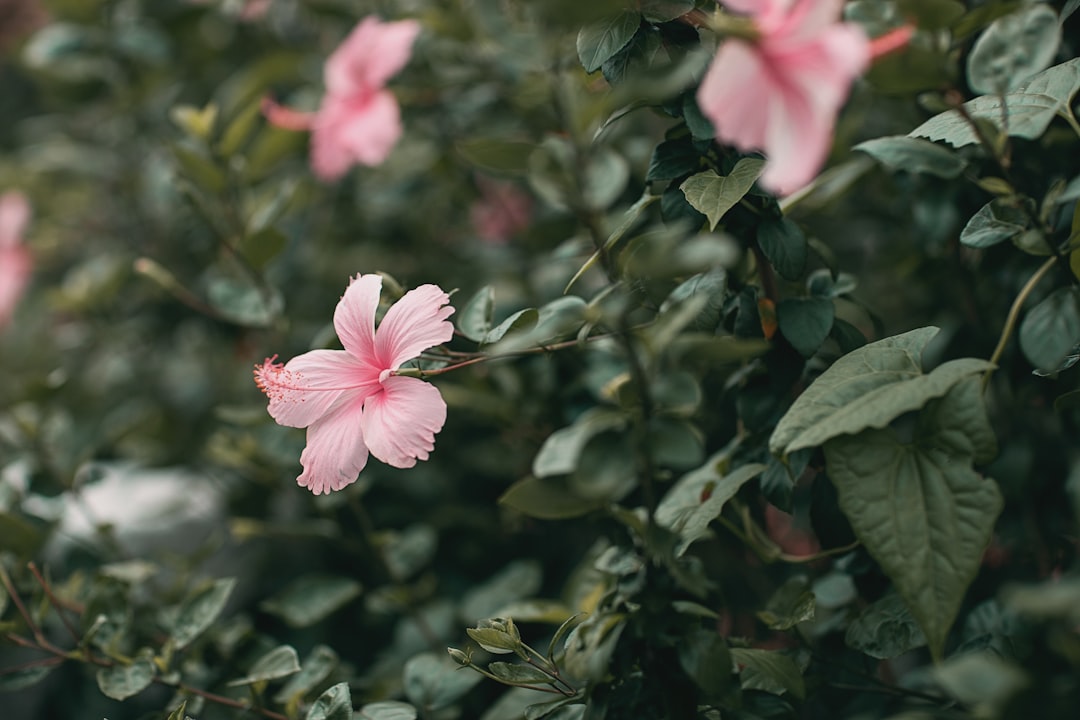 pink flower with green leaves