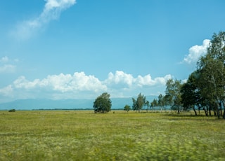 green grass field with green trees under blue sky and white clouds during daytime