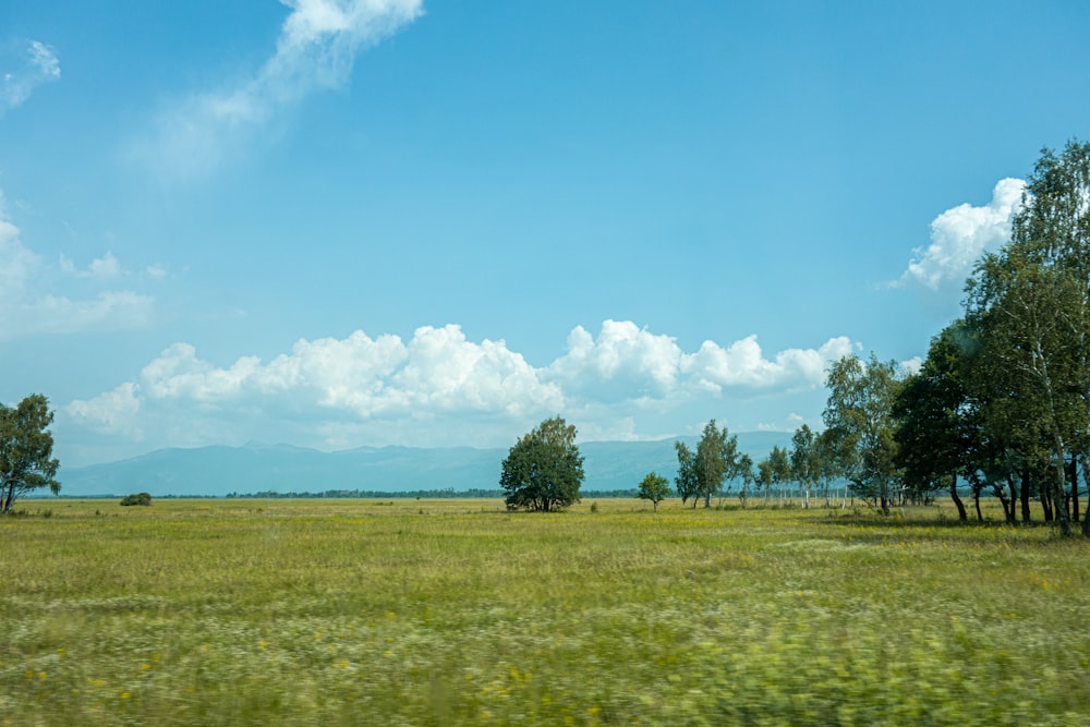Champ d’herbe verte avec des arbres verts sous le ciel bleu et des nuages blancs pendant la journée