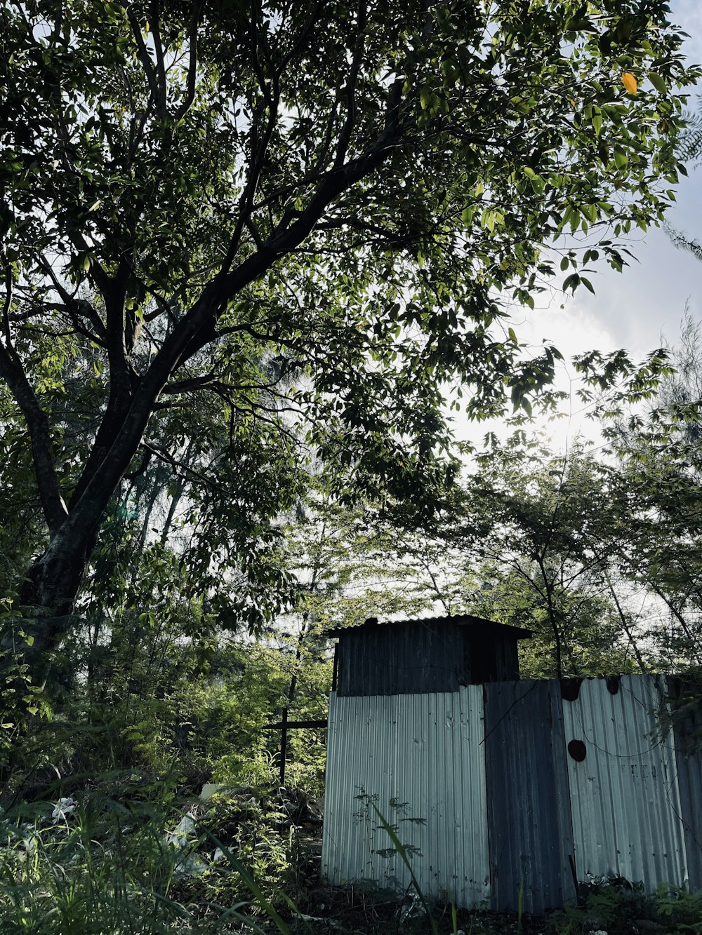 白い木造住宅の横の緑の木