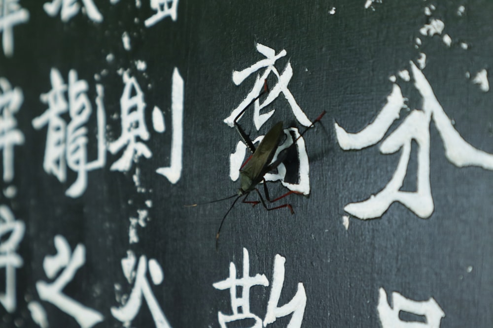 black and white insect on black and white textile