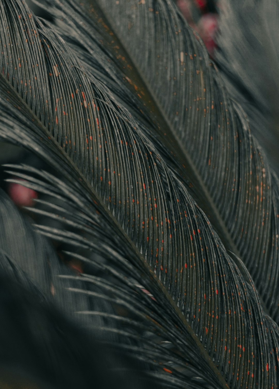 black and gray feather in close up photography