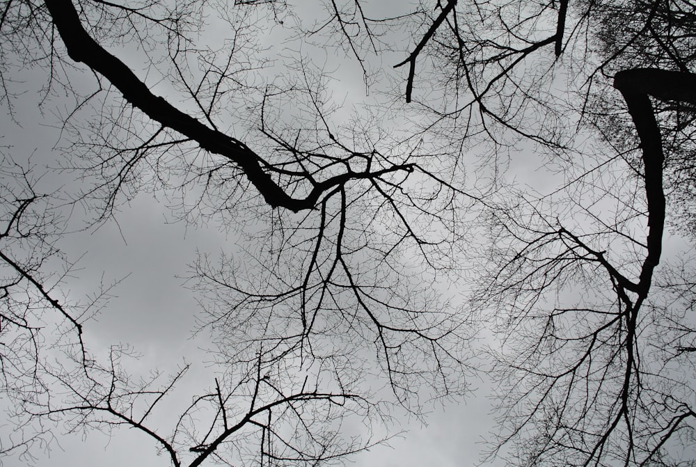 fotografia ad angolo basso dell'albero senza foglie sotto il cielo nuvoloso