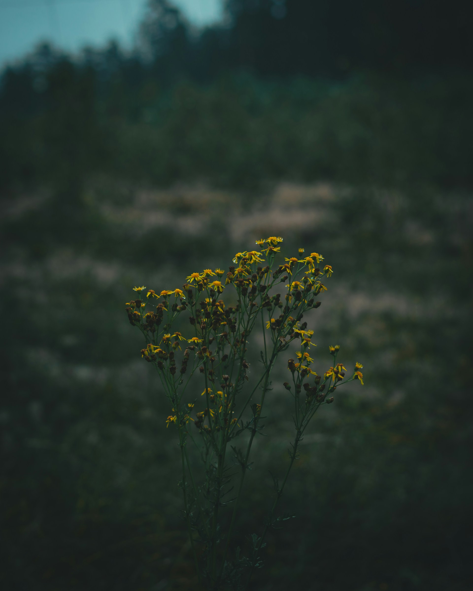 yellow flower in tilt shift lens