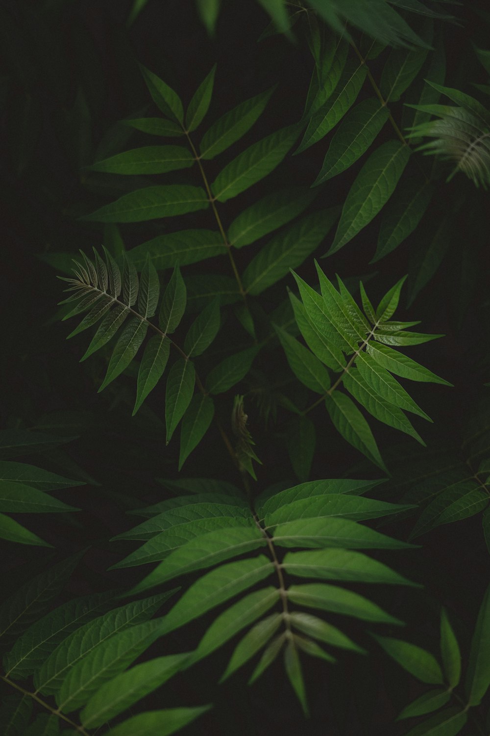 green fern plant in close up photography