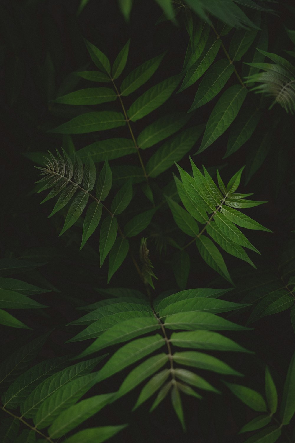 Plante de fougère verte en photographie en gros plan