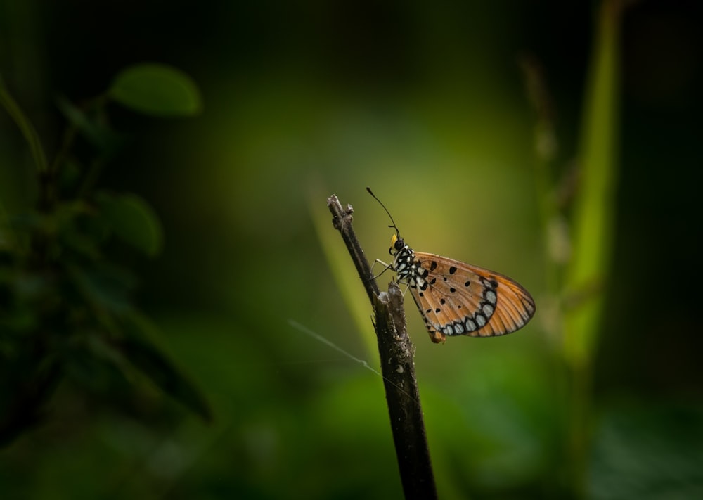 brown and black butterfly perched on green leaf in close up photography during daytime