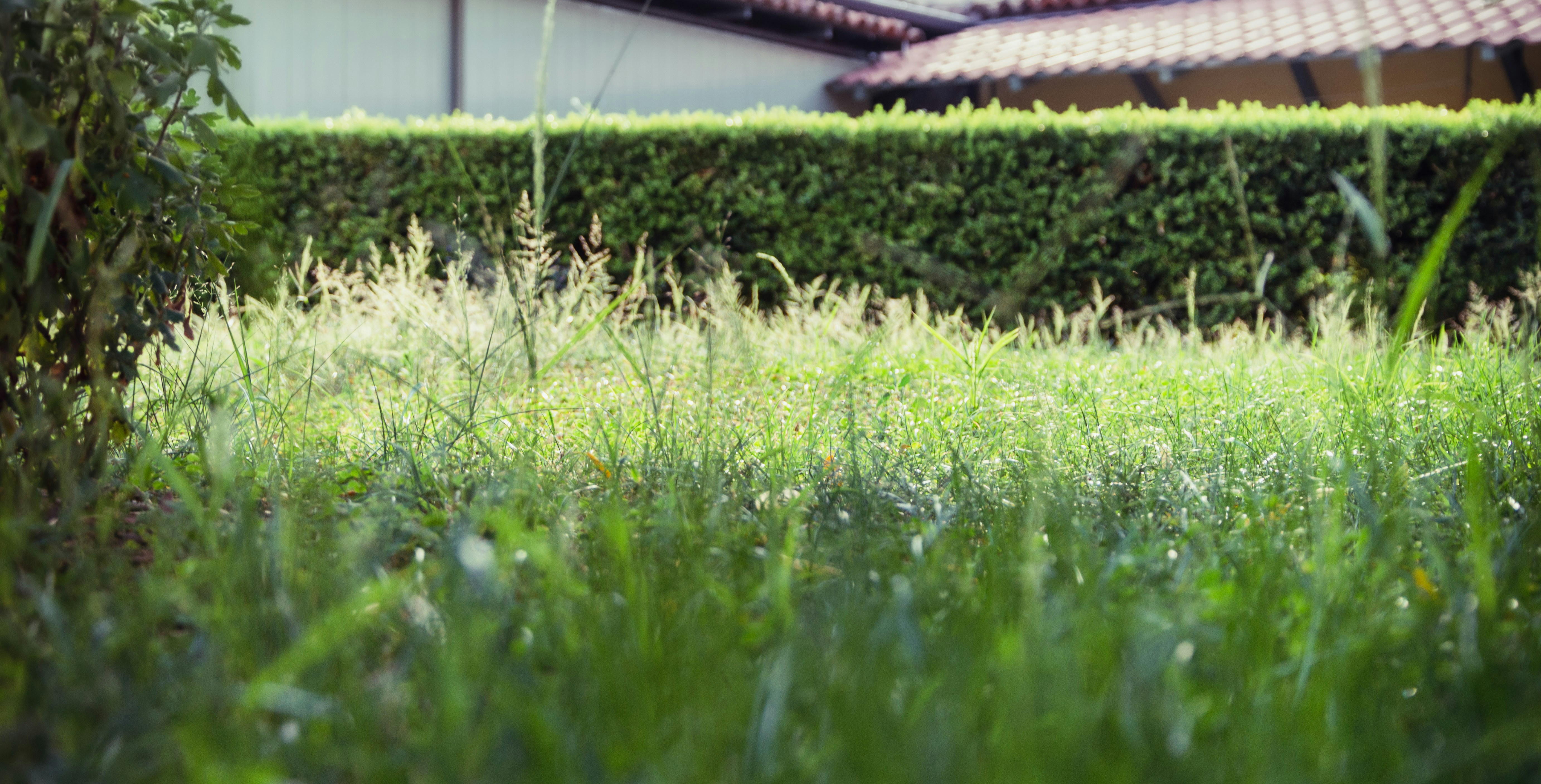 green grass field during daytime